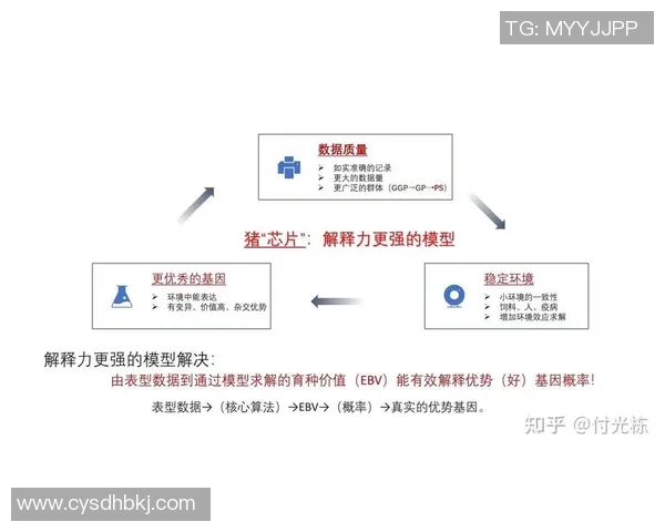 武汉排球队在世锦赛中的团队协作表现分析与启示 武汉排球队在世锦赛中的团队协作表现分析与启示